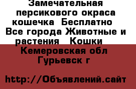 Замечательная персикового окраса кошечка. Бесплатно - Все города Животные и растения » Кошки   . Кемеровская обл.,Гурьевск г.